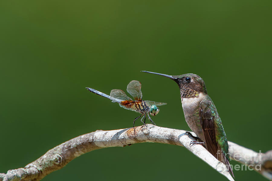 Hummingbird and Dragonfly Photograph by Bonnie Barry