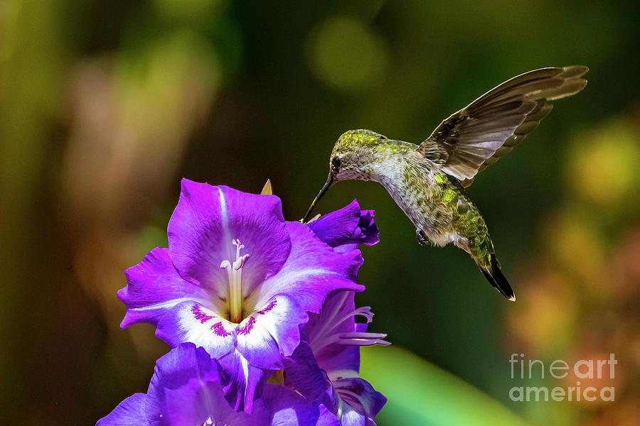 Hummingbird and Flower Photograph by Rich Cruse