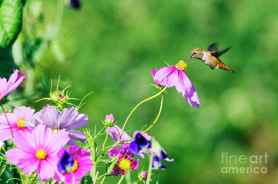 Hummingbird and Flowers Photograph by Kristine Anderson