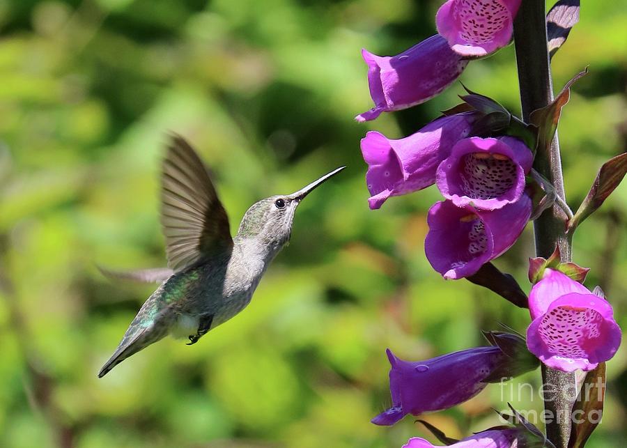 Hummingbird And Foxglove Close Up Photograph