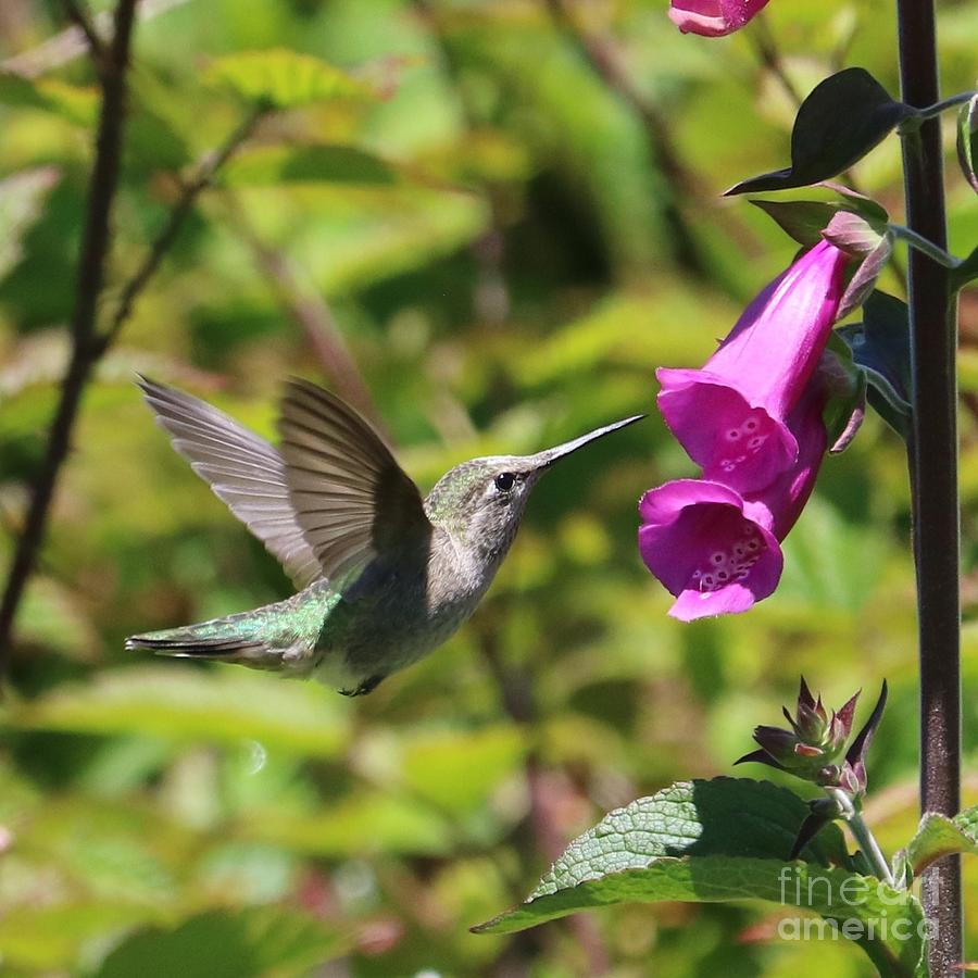Hummingbird and Foxglove Square Photograph by Carol Groenen