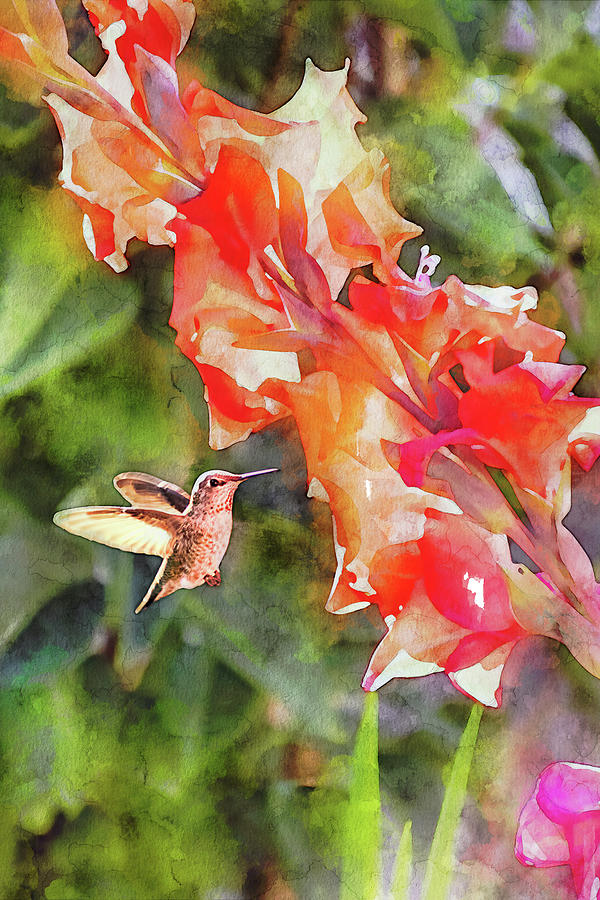 Hummingbird and Gladiolus Flowers Photograph by Peggy Collins