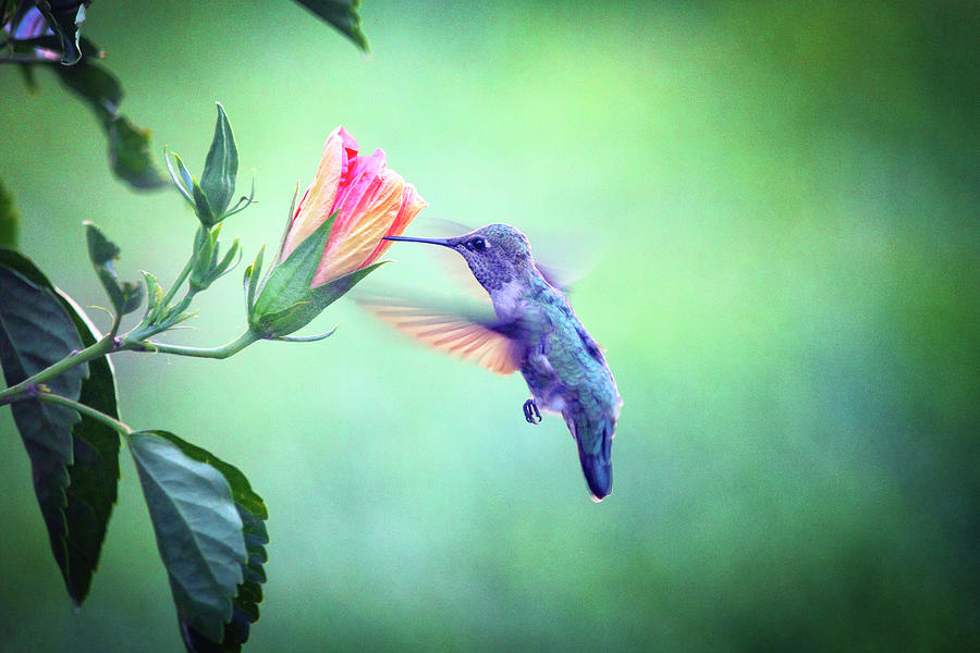 Hummingbird and Hibiscus Photograph by Marnie Patchett