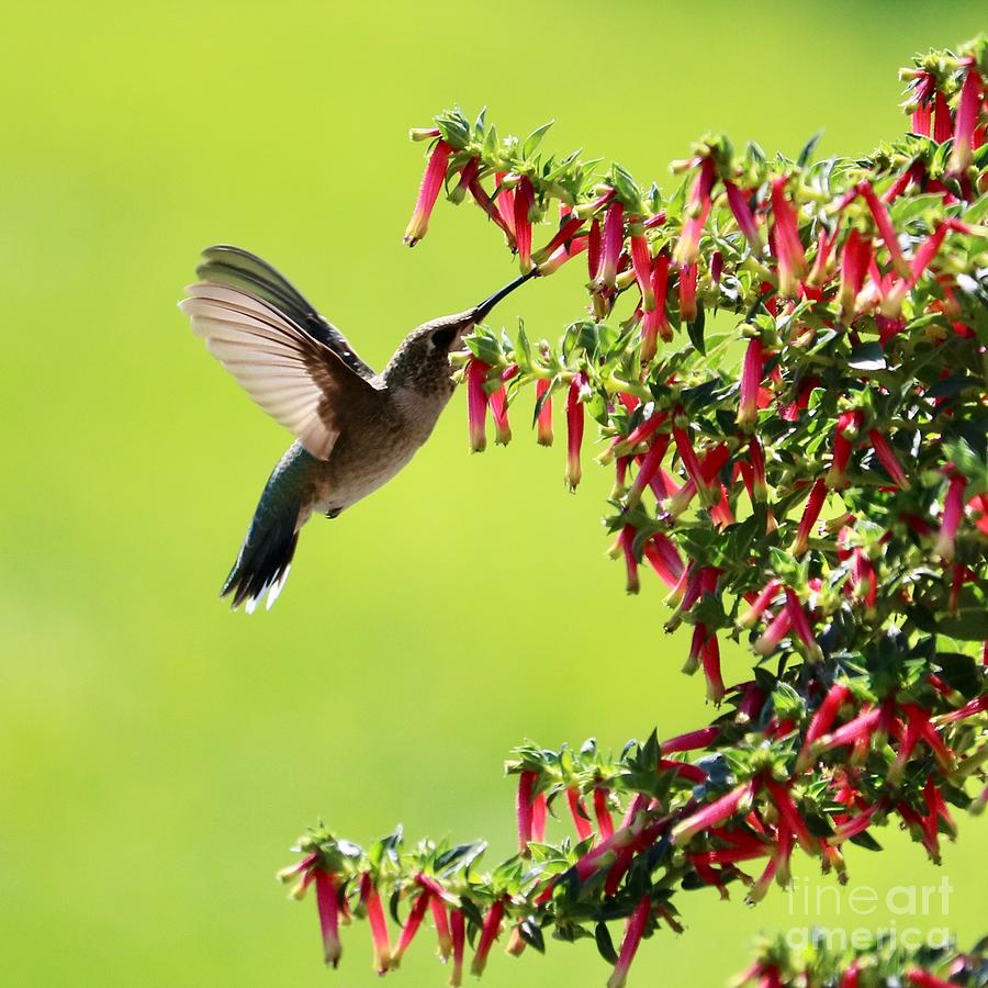Hummingbird and Honeybells Square Photograph by Carol Groenen