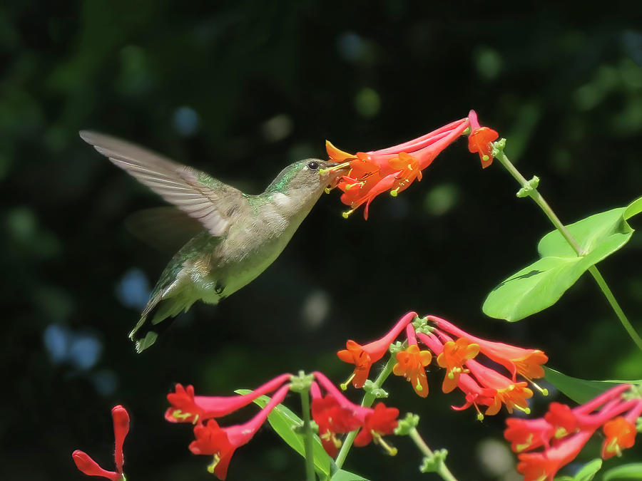 Hummingbird and Honeysuckle Photograph by Patti Deters