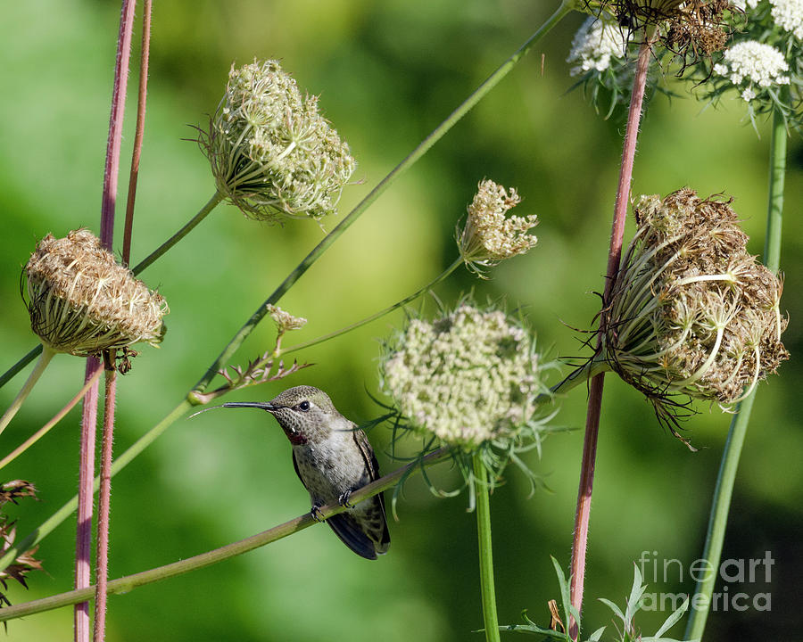 Hummingbird and Lace Photograph by Kristine Anderson