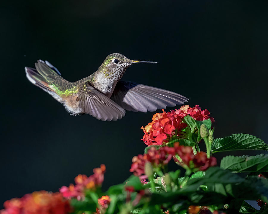 Hummingbird and Lantana Photograph by Dawn Key