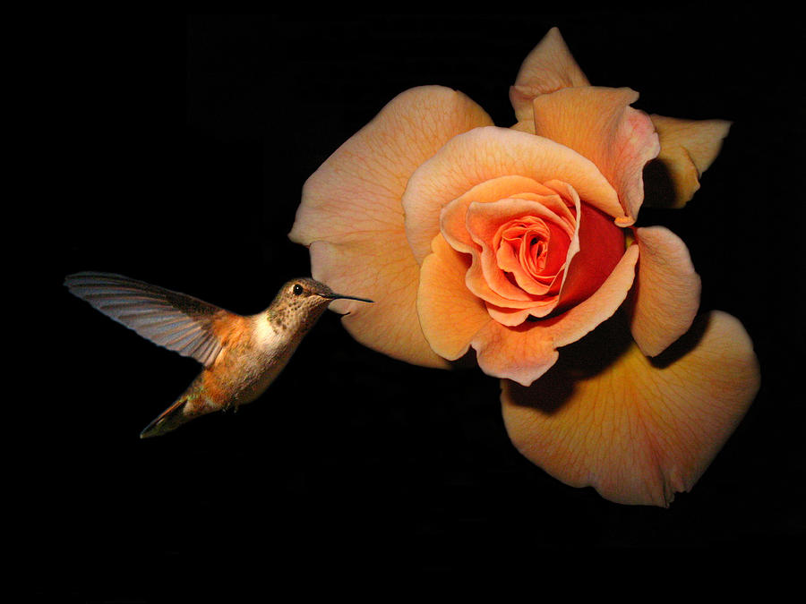 Hummingbird and Orange Rose Photograph by Joyce Dickens