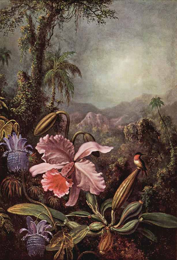 Hummingbird and Orchids Painting by Martin Johnson Heade