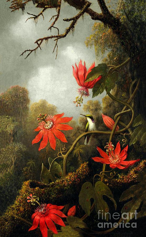 Hummingbird and Passion Flowers by Martin Johnson Heade Photograph by Carlos Diaz