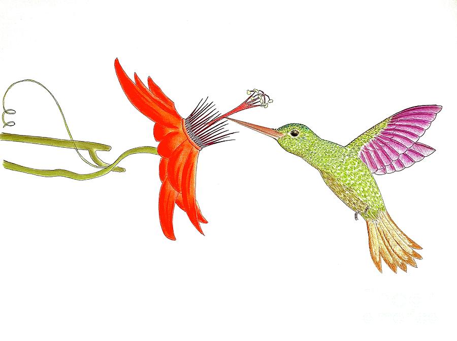 Hummingbird and passionfruit flower  Pastel by Natalia Wallwork