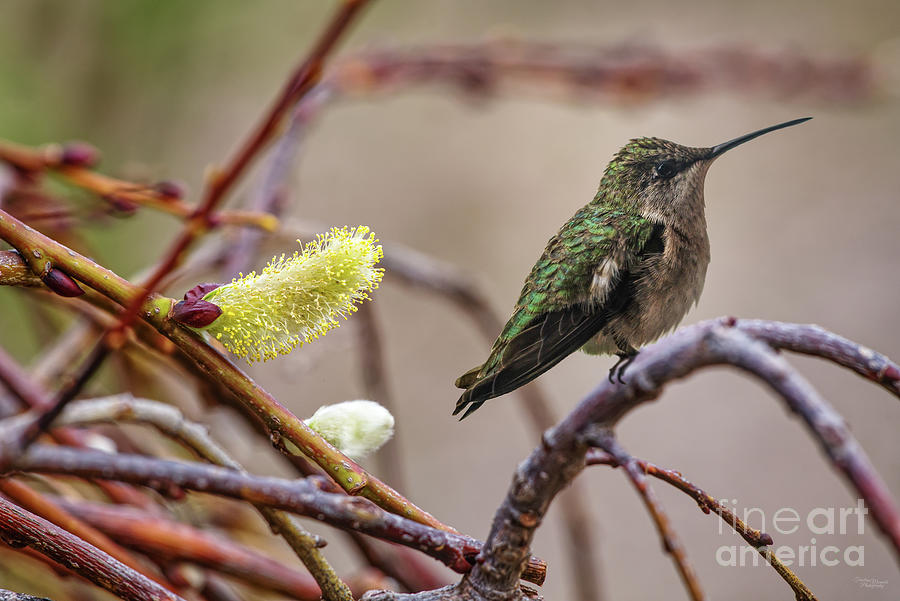 Hummingbird and Pussy Willow Photograph by Jennifer White