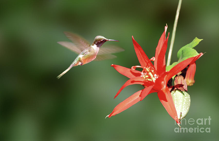 Hummingbird and red passion flower Photograph by Warren Photographic