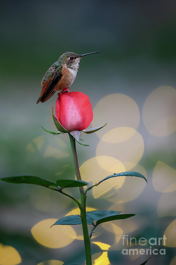 Hummingbird and Rose Photograph by Melissa OGara
