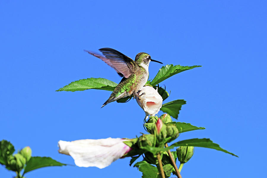 Hummingbird And Rose Of Sharon Photograph by Debbie Oppermann