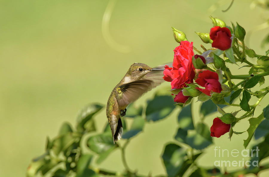 Hummingbird and Rose Photograph by Sari ONeal