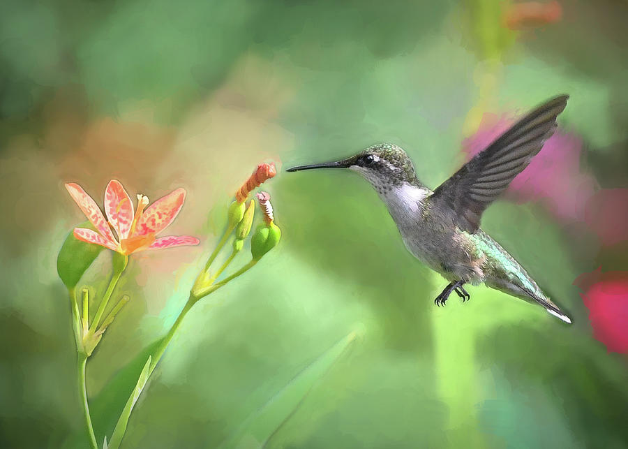 Hummingbird and Summer Days  Photograph by Mary Lynn Giacomini