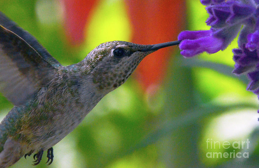 Hummingbird and the Lavender Photograph by Debby Pueschel
