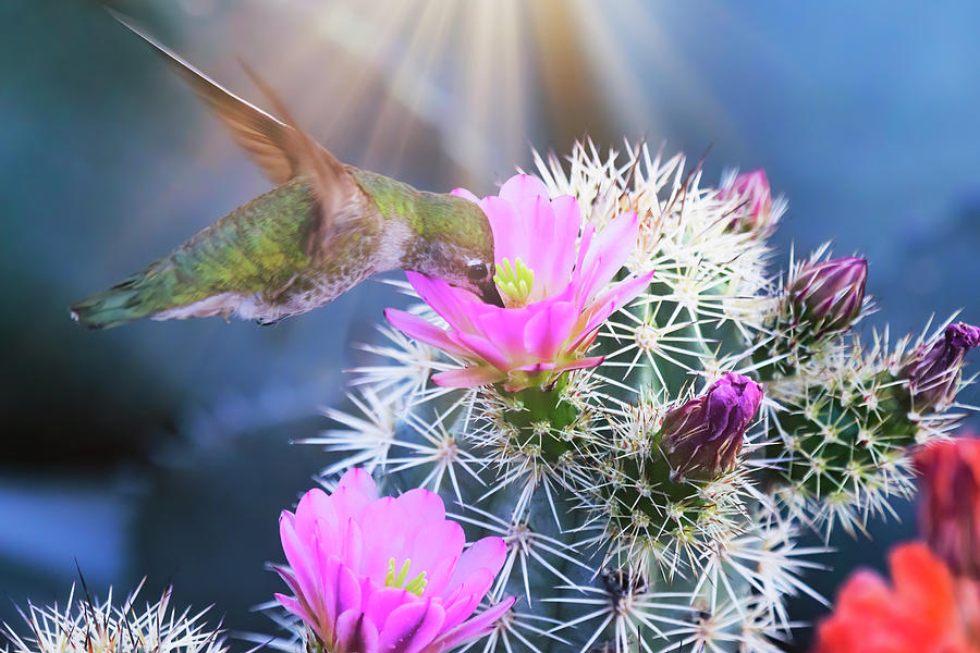 Hummingbird And The Pink Hedgehog  Photograph by Saija Lehtonen