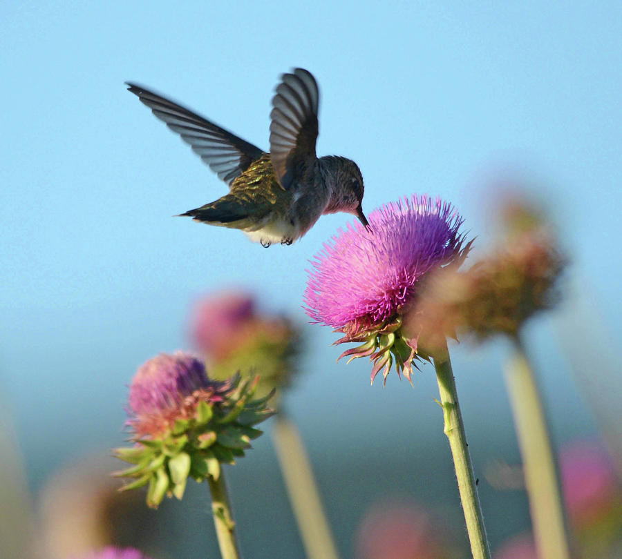 Hummingbird and Thistle Photograph by Whispering Peaks Photography | Pixels