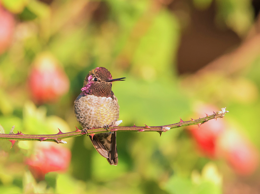 Hummingbird and Thorns Photograph by Loree Johnson