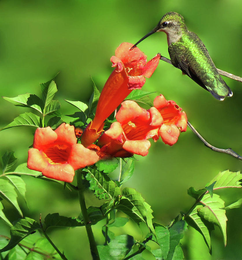 Hummingbird and Trumpet Photograph by Rebecca Grzenda