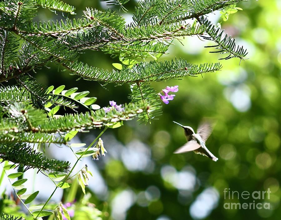 Hummingbird and Vetch Photograph by Hella Buchheim