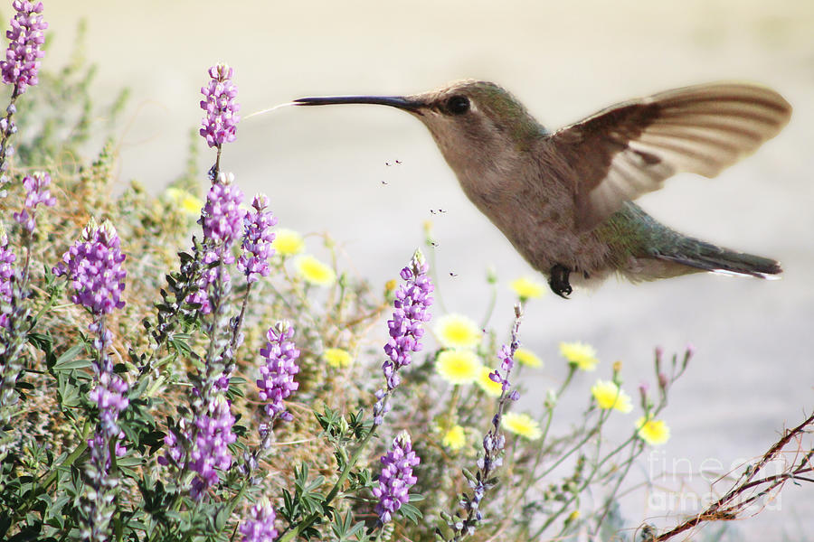 Hummingbird and Wildflowers Fine Art Photograph by Colleen Cornelius