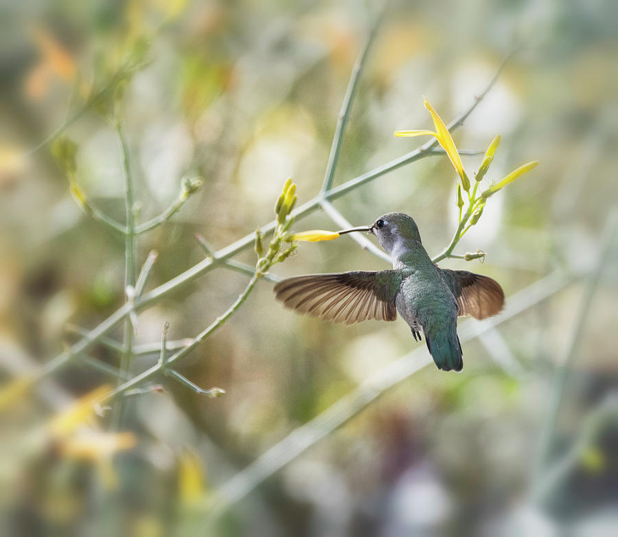 Hummingbird And Yellow Flowers  Photograph by Saija Lehtonen