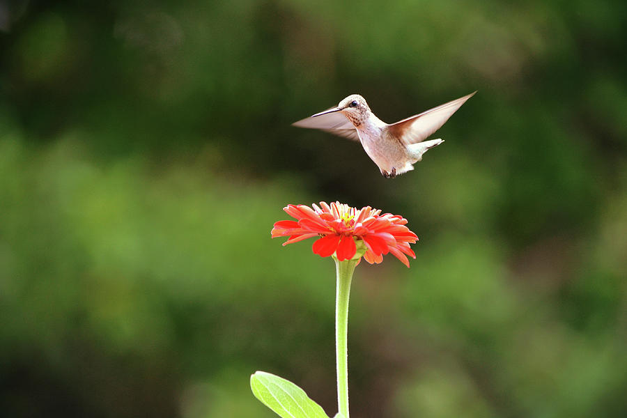 Hummingbird And Zinnia Flower Photograph