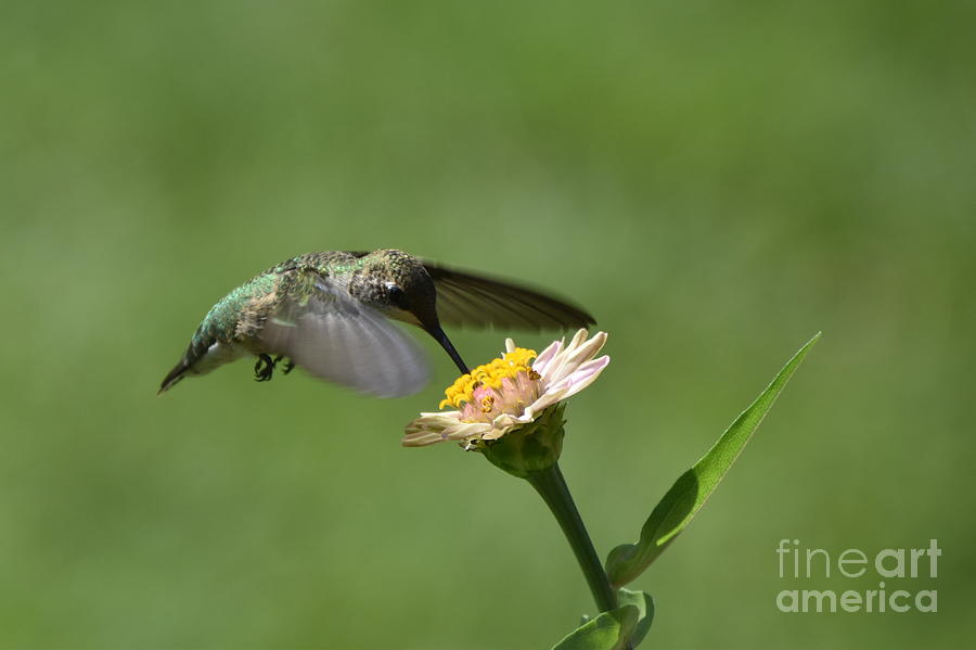 Hummingbird And Zinnia Photograph