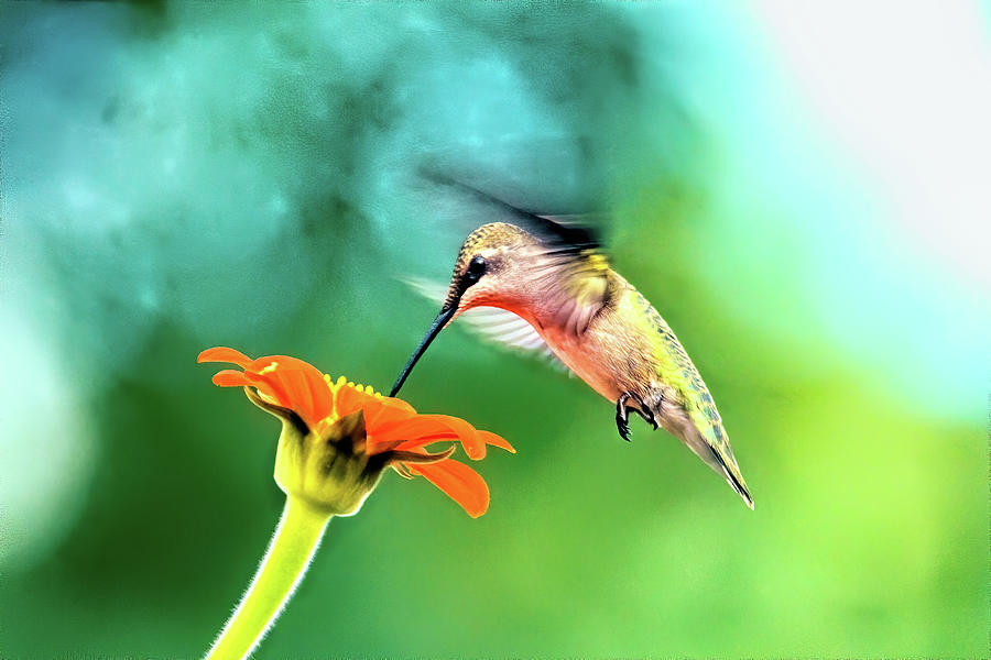 Hummingbird and zinnia with sun glare Photograph by Geraldine Scull ...