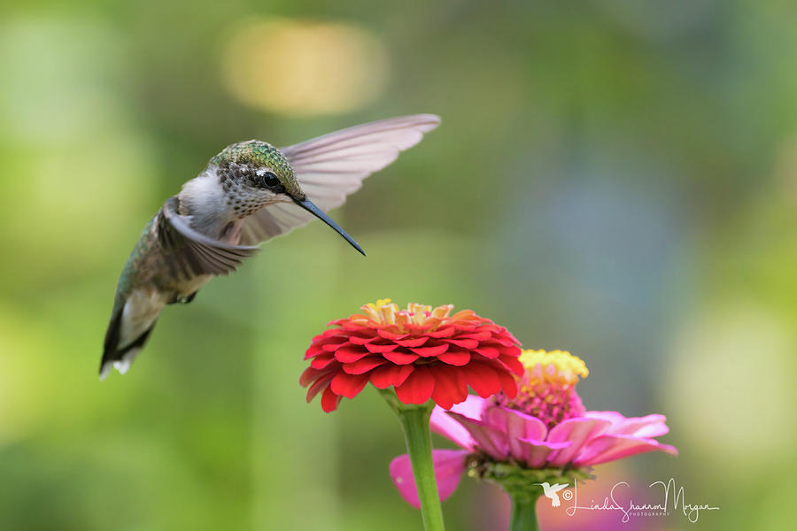 Hummingbird and Zinnias Photograph by Linda Shannon Morgan