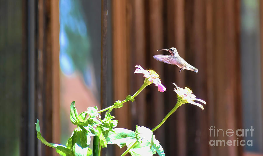 Hummingbird Photograph by Andrea Anderegg