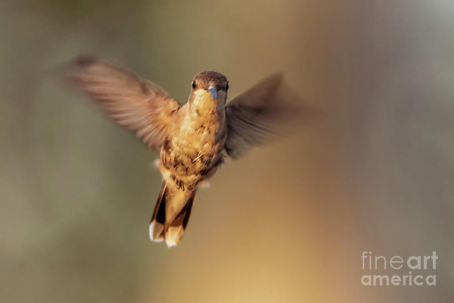 Hummingbird Photograph - Hummingbird Angel by Gaby Swanson Hummingbird Photograph - Hummingbird Angel by Gaby Swanson