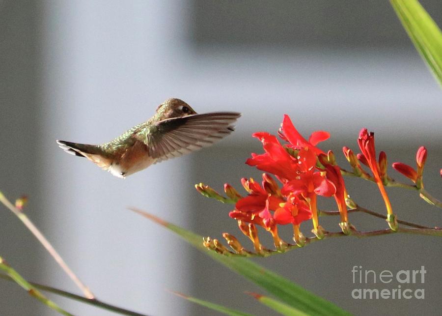 Hummingbird Anticipation Photograph by Carol Groenen