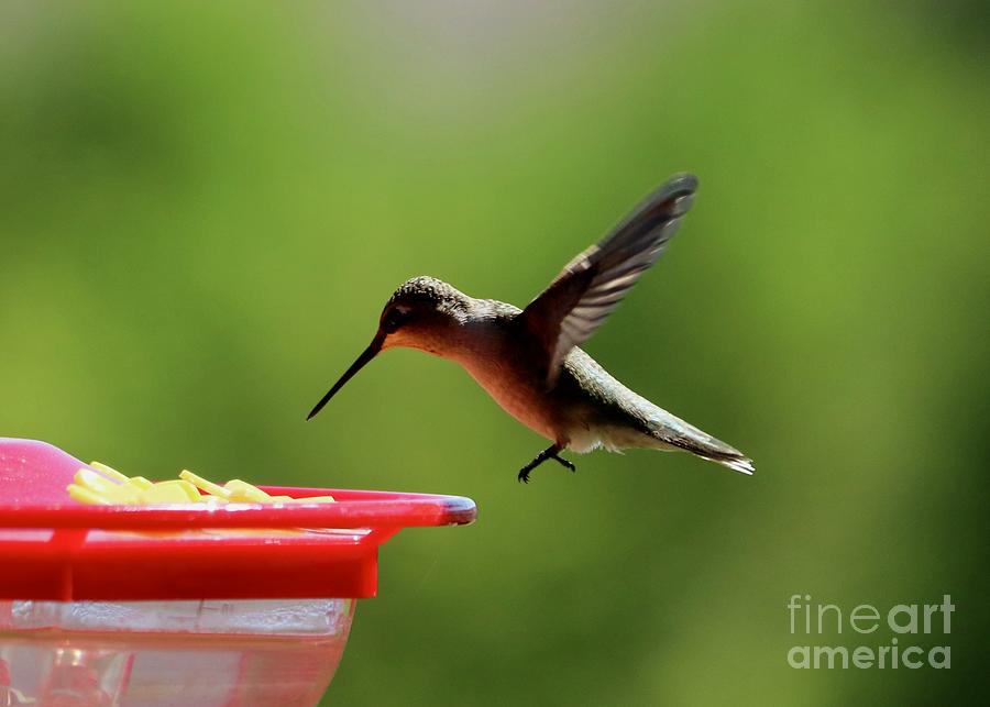 Hummingbird Approach  Photograph by Carol Groenen