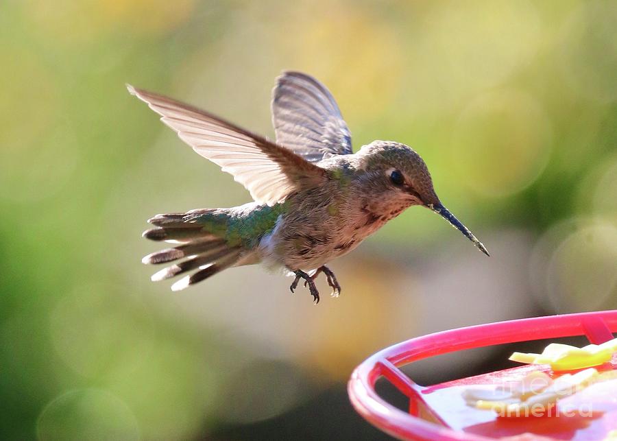 Happy Little Hummingbird Photograph by Carol Groenen