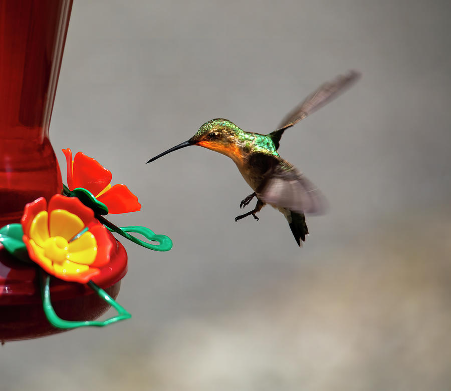 Hummingbird Approaches Nectar Feeder Photograph by Charles Floyd