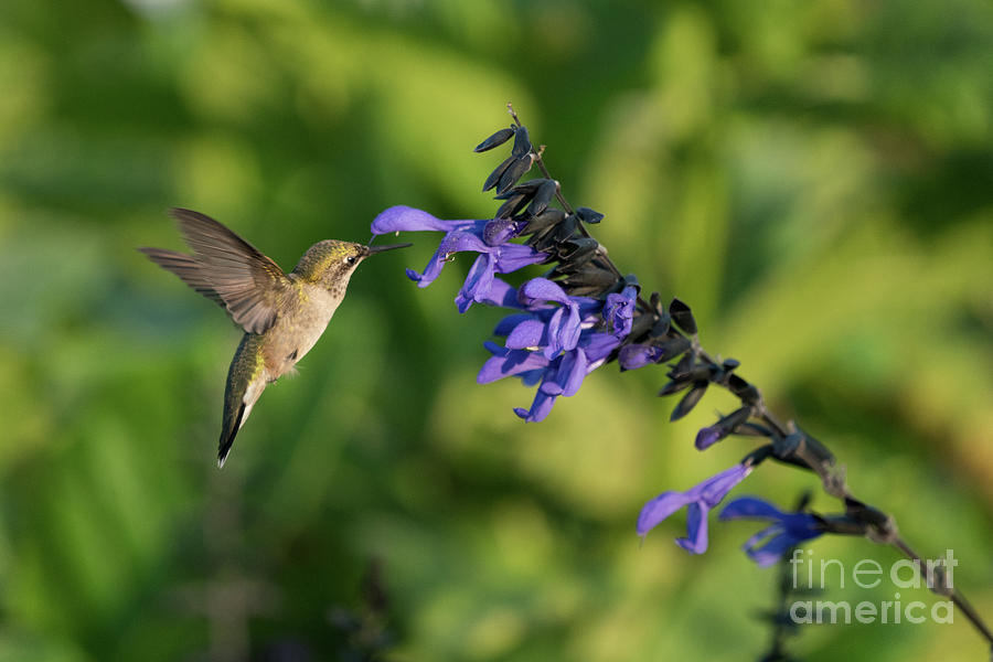 Hummingbird Approaching Photograph by Jim Schmidt MN