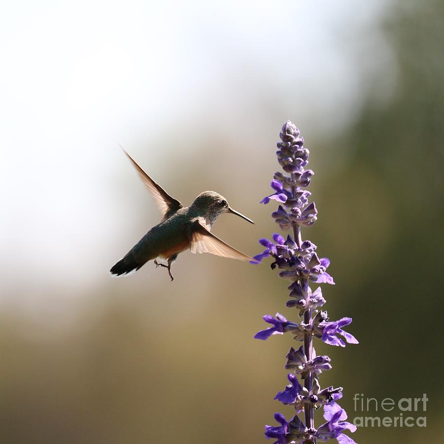 Hummingbird around the Salvia Photograph by Carol Groenen