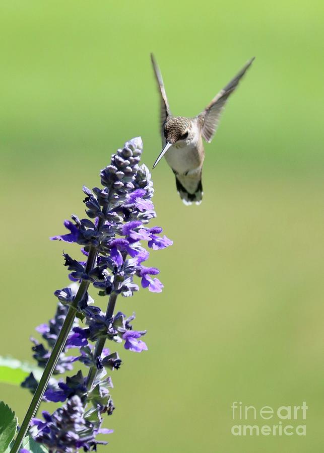 Hummingbird Arrival Photograph