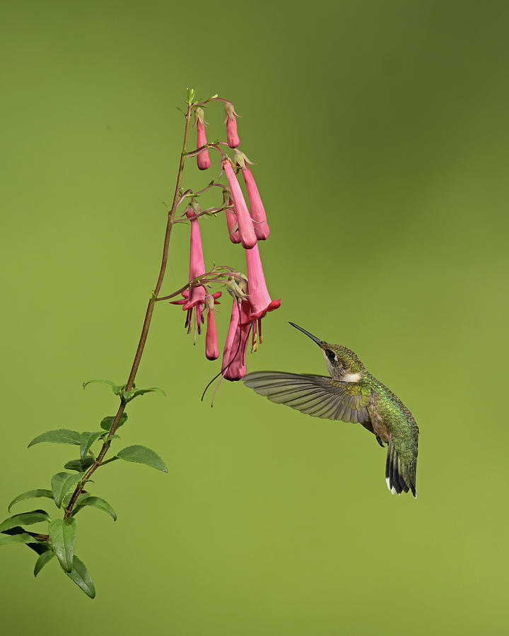 Hummingbird at Cape Fuchsia Photograph by Jim Zablotny