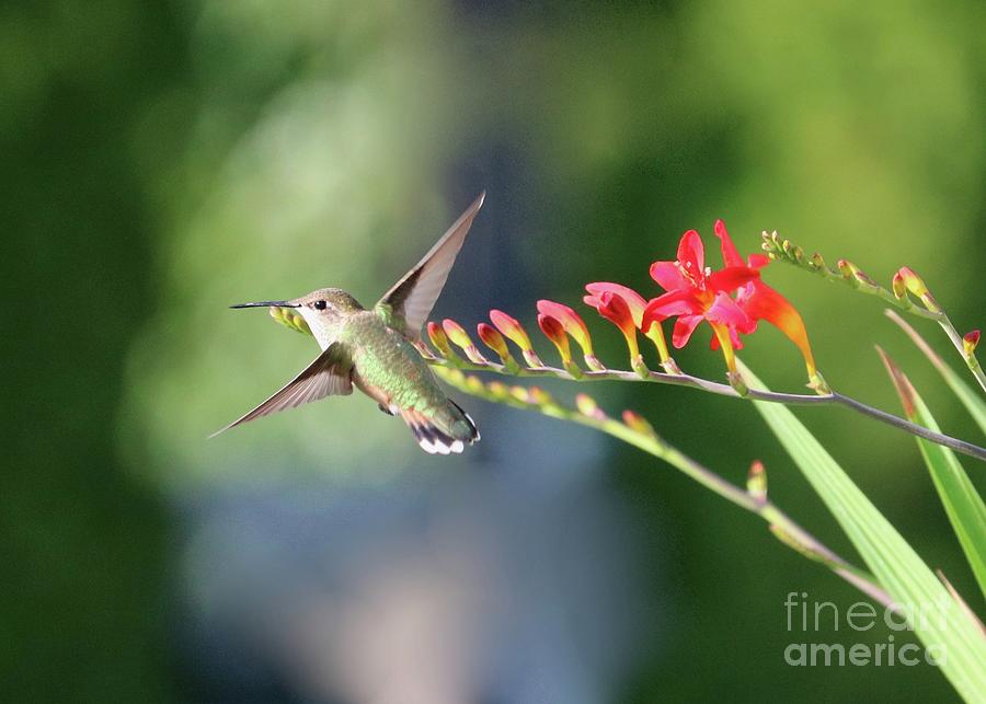 Hummingbird At Crocosmia 3 Photograph