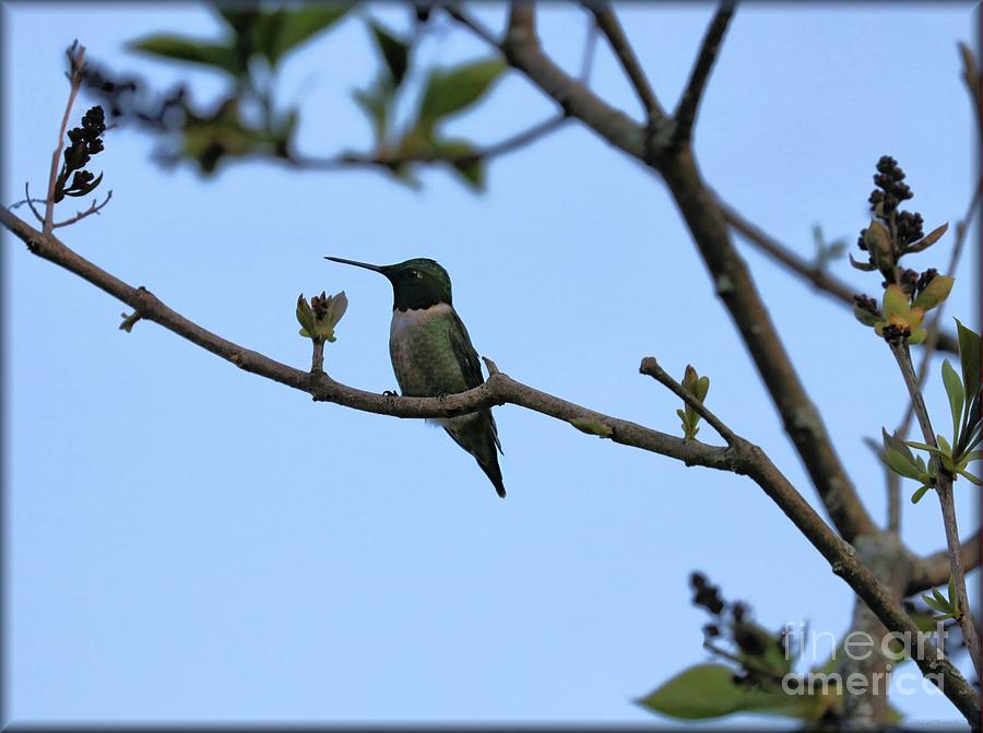Hummingbird at Dawn Photograph by Sandra Huston