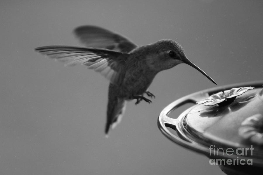 Hummingbird at Feeder Black and White 2 or 3 Photograph by Colleen Cornelius