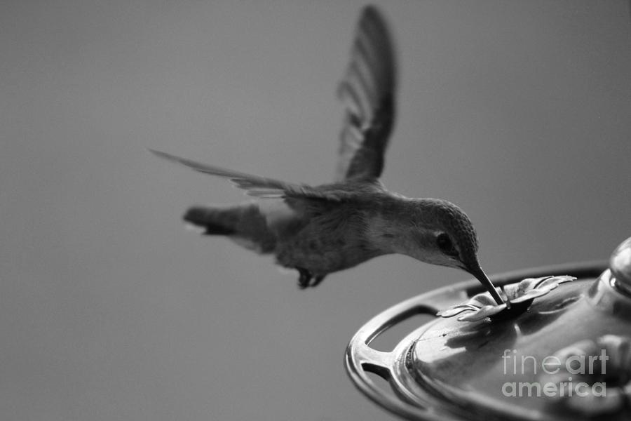 Hummingbird at Feeder Black and White 3 or 3 Photograph by Colleen Cornelius