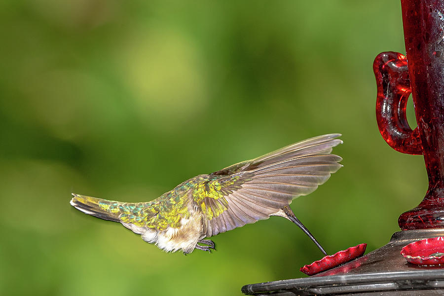 Hummingbird At Feeder Photograph by Paul Freidlund