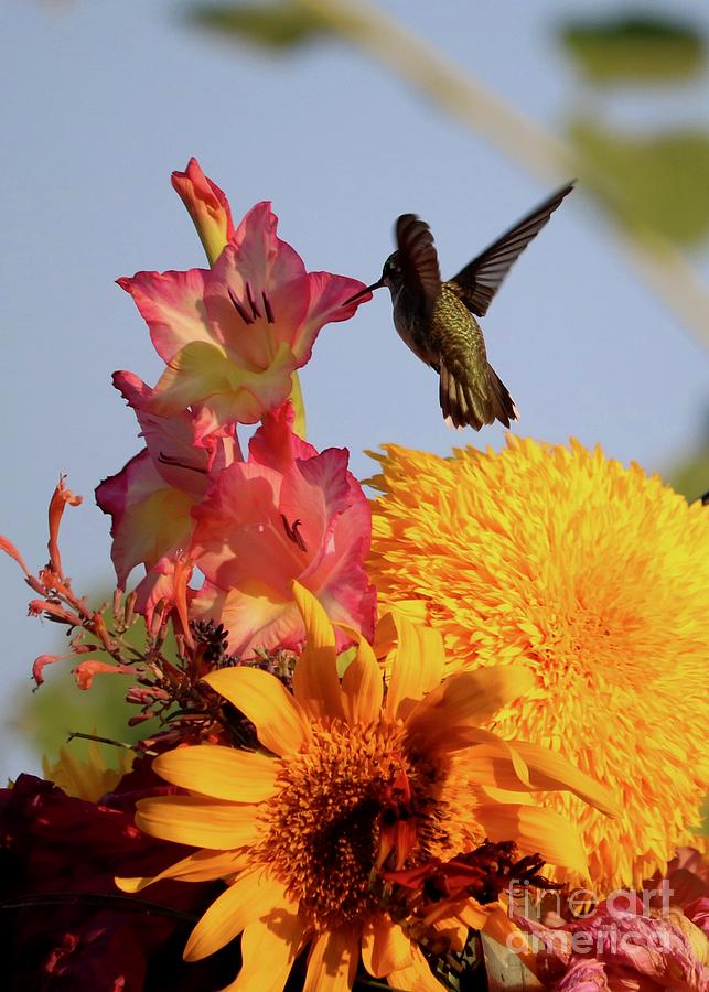 Hummingbird at Floral Bouquet Photograph by Carol Groenen