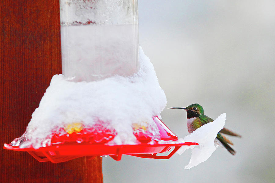 Hummingbird at Frozen Feeder Photograph by Rick Wilking